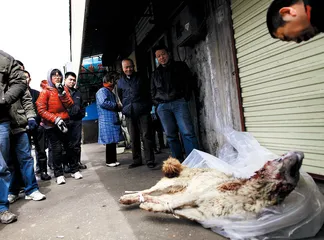 枣庄狼踪：极端事件的村庄困惑2