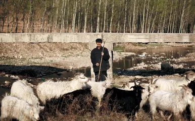 村主任火烧乡政府：一张白条引发的悲剧