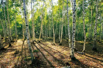 锦河大峡谷：山中传奇4