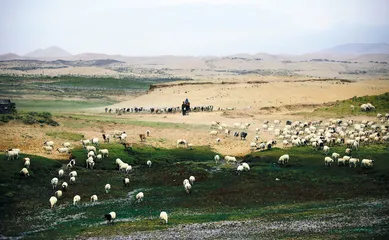 争议之下的青海都兰国际狩猎场5