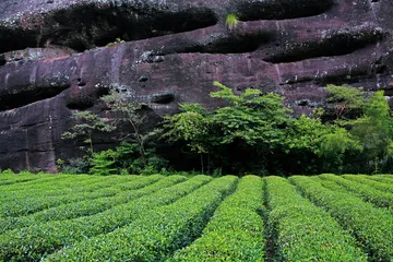 武夷山的新名枞