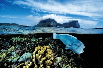 深海的诱惑2