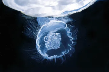 深海的诱惑6