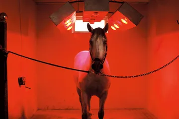 如果你也爱马3
