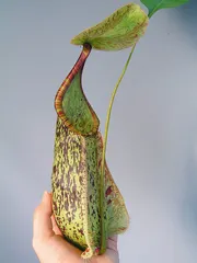猪笼草和蝙蝠的故事