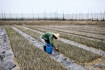 林北水的绿色小岛梦4
