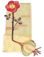 蒜头和玫瑰
