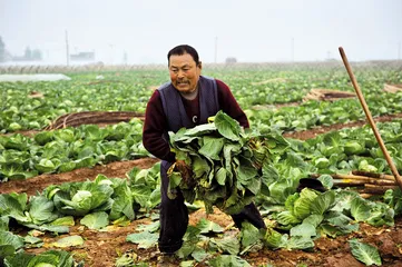 “菜贱伤农”的自杀事件1