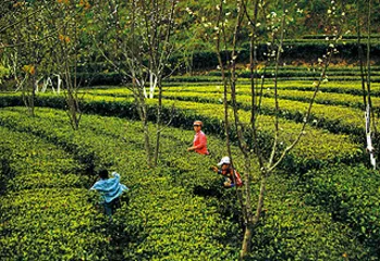 正山小种、祁红、滇红、川红：红茶的性格