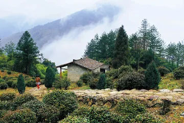 武夷红茶： 正山小种和金骏眉的“高山韵”