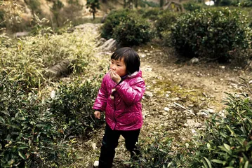 武夷红茶： 正山小种和金骏眉的“高山韵”2