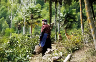 武夷红茶： 正山小种和金骏眉的“高山韵”5