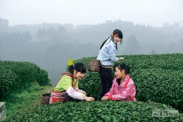 峨眉寻春茶