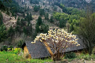 寻找“祁门香”的漫长旅程3