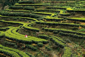 川红工夫——最年轻的中国红茶