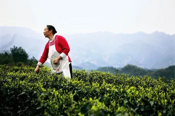 川红工夫——最年轻的中国红茶1