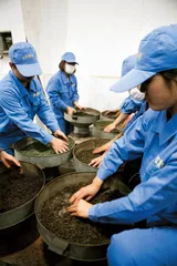 川红工夫——最年轻的中国红茶4
