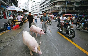 “瘦肉精”背后脆弱的产业链