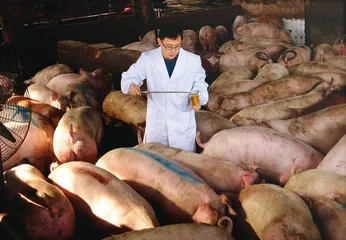 “瘦肉精”背后脆弱的产业链1