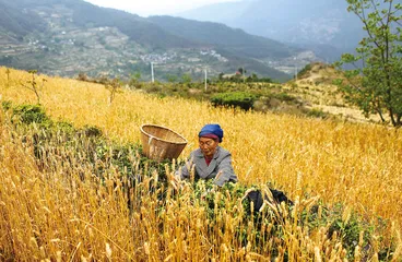 法官与乡土：龙进品的17年6