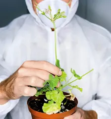 植物的免疫系统