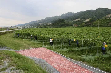 榕江脱贫：搬离大山后的新生活7