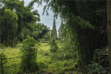 宝墩古城遗址：通往三星堆文化的重要探源7
