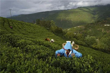 云龙脱贫记：能人、物产与山村2