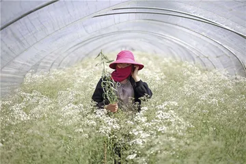 姗姗来迟的云南鲜花季