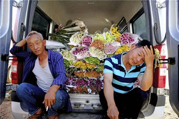 姗姗来迟的云南鲜花季1