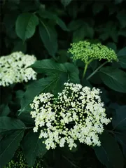麻瓜花园的霍格沃茨植物4
