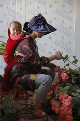 姗姗来迟的云南鲜花季2