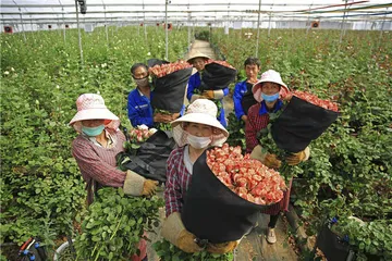姗姗来迟的云南鲜花季5