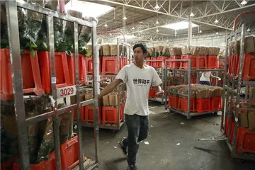 姗姗来迟的云南鲜花季6