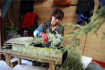 姗姗来迟的云南鲜花季7