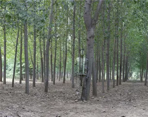 “消失”在群体里1