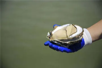 湛江寻鲜记：海的味道7