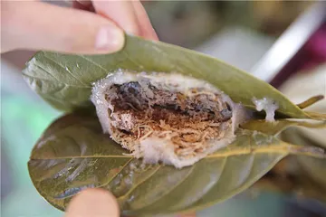 岭南佳果入馔来3