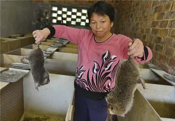 竹鼠：禁令下的人工养殖2
