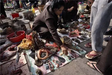 野味的特权