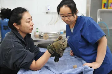 人与鸟：一间猛禽医院的故事