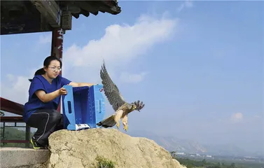 人与鸟：一间猛禽医院的故事2