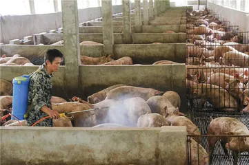 猪从何来：非洲猪瘟阴影下的复产困境1