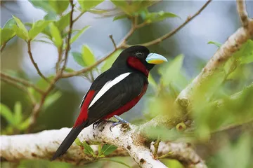 出国观鸟并非遥不可及1