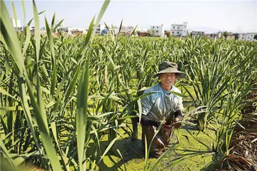 云南：食材猎人、野生菌与冬季蔬菜1