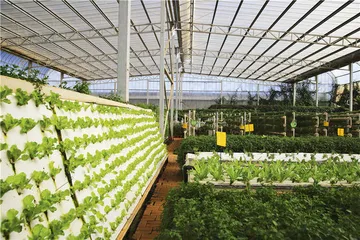 云南：食材猎人、野生菌与冬季蔬菜5