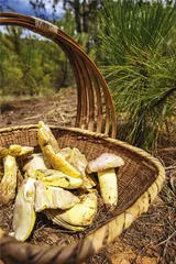 云南：食材猎人、野生菌与冬季蔬菜10