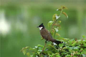 去广州观鸟，就对了3