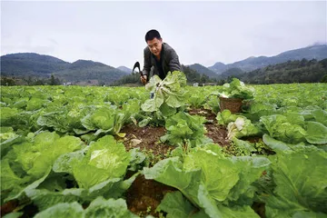 未来的瓜果蔬菜1