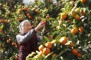 未来的瓜果蔬菜3